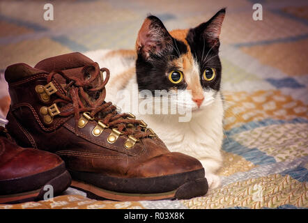 Pumpkin, a one-year-old calico kitten, lays on a bed with Timberland hiking boots, April 29, 2017, in Coden, Alabama. Stock Photo