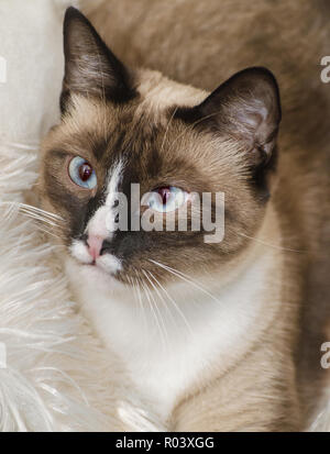 Twinkie, a two-year-old Siamese cat, is pictured, Oct. 30, 2015, in Coden, Alabama. Stock Photo