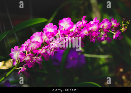 Pink Rhynchostylis flower in garden, orchid in Thailand Stock Photo