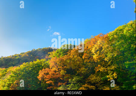 colourful forest on autumn season in Jozankei, The famous plase in Hokkaido, Japan. Stock Photo