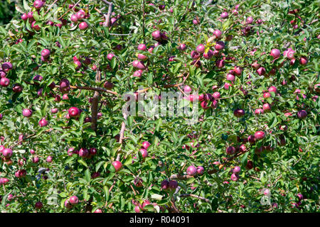 Organic apples close up in a tree in an apple orchard Stock Photo