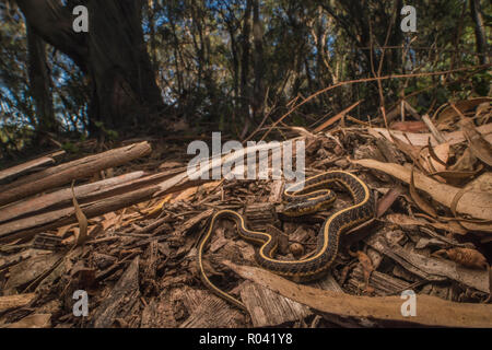 A coast garter snake (Thamnophis elegans terrestris) from near Berkeley, CA. It was found in a grove of invasive Eucalyptus. Stock Photo