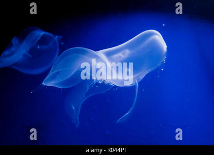 Translucent Aurelia aurita (also called the common jellyfish, moon jellyfish, moon jelly or saucer jelly) swimming in deep blue water. Stock Photo
