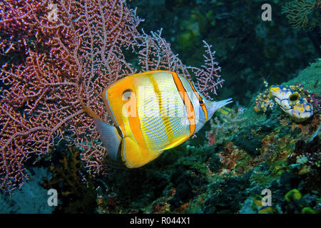 Beaked or Copper-banded butterflyfish, Chelmon rostratus Stock Photo ...