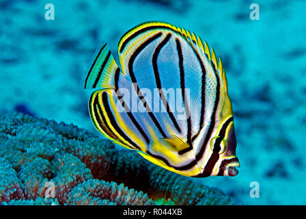Meyer's butterflyfish (Chaetodon meyeri), Similan Islands, Andaman sea, Thailand Stock Photo