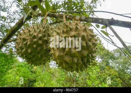 King of fruits the Durian at fruits orchard in Sabah Malaysia Stock Photo