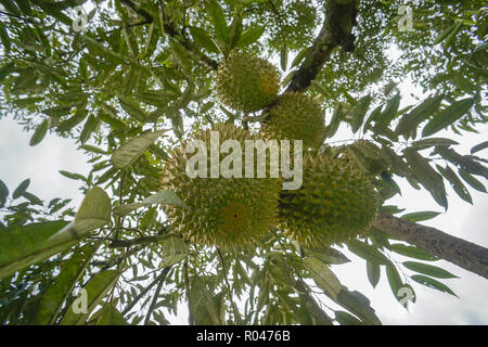 King of fruits the Durian at fruits orchard in Sabah Malaysia Stock Photo