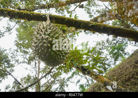 King of fruits the Durian at fruits orchard in Sabah Malaysia Stock Photo