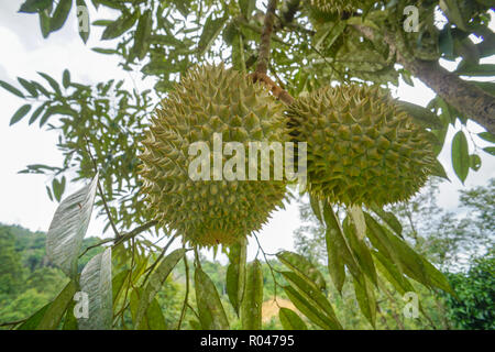 King of fruits the Durian at fruits orchard in Sabah Malaysia Stock Photo