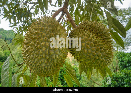 King of fruits the Durian at fruits orchard in Sabah Malaysia Stock Photo