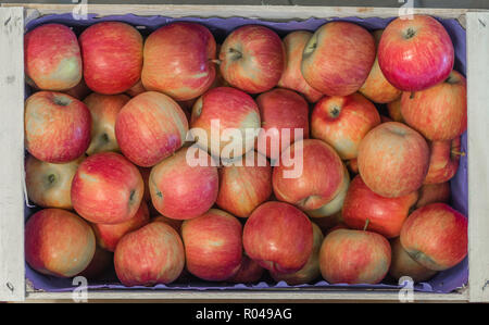 Fresh apples'Fuji' variety in a wooden crate grown in the apple country South Tyrol, northern Italy. Apple suitable for cakes. Stock Photo