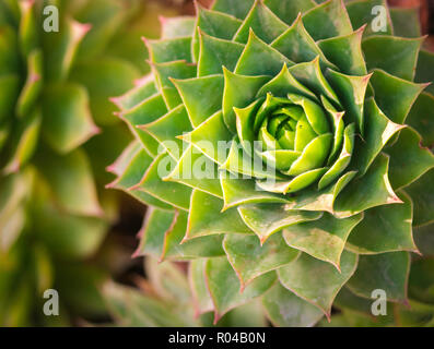 Close-up of Echeveria, succulent plant with green leaves that form a large rosette shape. succulent plants top view Stock Photo