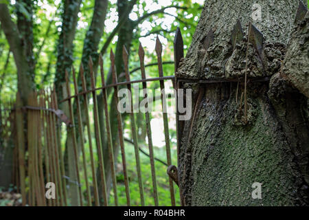 In Ercall Wood, near Telford, UK, an oak tree grows through railings Stock Photo