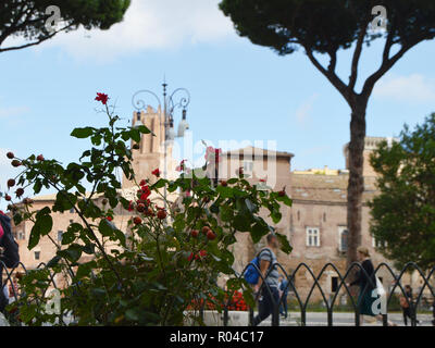 View of the Via dei Fori Imperiali is the main tourist street of Rome, through the flowering wild rose bushes, on 7 October 2018 Stock Photo