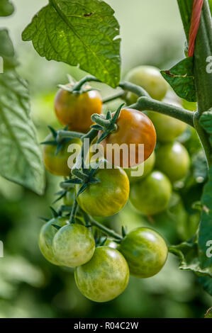 Cluster of ripening cherry tomatoes Stock Photo