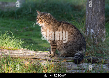 Scottish wildcat (Felis silvestris grampia) captive Stock Photo