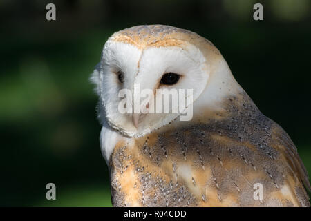 Close-up of barn owl (Tyto alba)