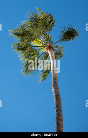 Lecce Italy. Single tall palm tree in Piazetta Antonio Panzera in ...