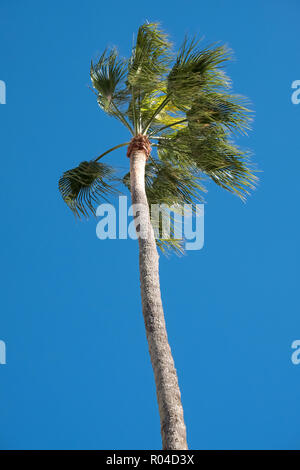 Lecce Italy. Single tall palm tree in Piazetta Antonio Panzera in ...