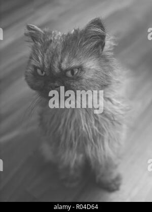Young persian cat looking away - Black and white portrait. Stock Photo