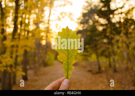 Hand holding yellow oak leaf on trees background. Autumn time season composition in forest. Stock Photo
