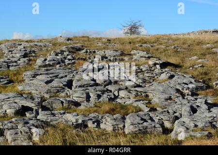 Limestone pavement grikes Ogof Ffynnon Ddu National Nature Reserve Brecon Beacons National Park Fforest Fawr Unesco Geopark Wales Cymru UK Stock Photo