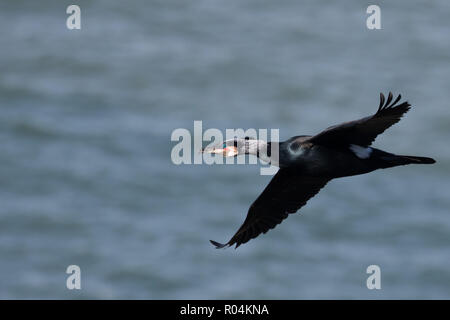 A great cormorant (Phalacrocorax carbo) in flight, gliding over a breeding colony on the sea cliffs of the Little Orme, Llandudno, North Wales. Stock Photo