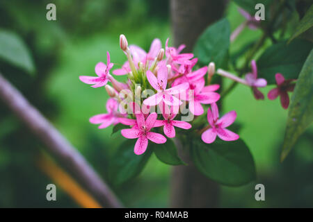 American beauty flower, Pink ruspolia, Ruddy Rose. Stock Photo