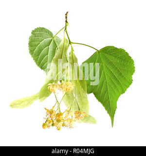 Linden (Tilia cordata) leaves and flowers, isolated on white Stock Photo