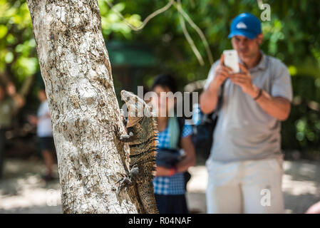 Tourists photographing a Black Spiny Tailed Iguana Lizard (Ctenosaura similis), Manuel Antonio National Park, Costa Rica, Central America Stock Photo