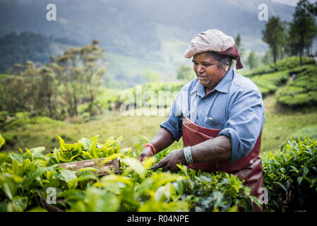 Tea pickers on a tea estate in the plantations near Munnar in the Western Ghats Mountains, Kerala, India, Asia Stock Photo