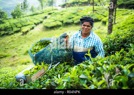 Tea pickers on a tea estate in the plantations near Munnar in the Western Ghats Mountains, Kerala, India, Asia Stock Photo