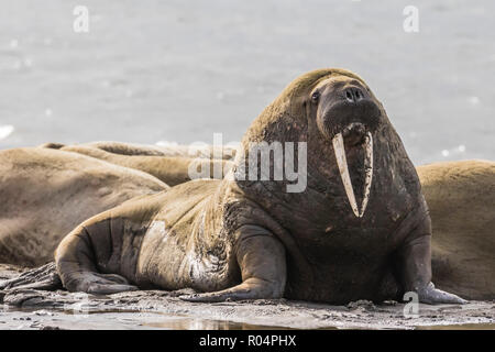 Adult male Atlantic walrus (Odobenus rosmarus rosmarus), Kapp Lee, Edgeoya, Svalbard Archipelago, Arctic, Norway, Europe