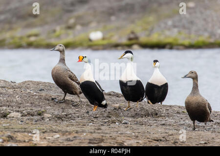 King eider (Somateria spectabilis) drake amongst common eider (Somateria mollissima), in Longyearbyen, Spitsbergen, Arctic, Norway, Europe Stock Photo