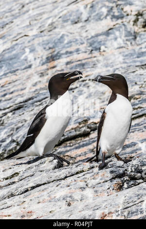 Adult razorbills (Alca torda) at the abandoned fishing settlement at Mastad on the island of Voroya, Norway, Scandinavia, Europe Stock Photo