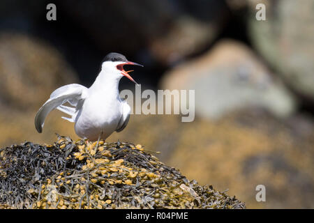 Adult common tern (Sterna hirundo hirundo), Nordfjord, Melfjord, Norway, Scandinavia, Europe Stock Photo