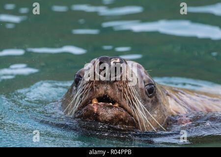 Curious adult bull Steller sea lion (Eumetopias jubatus), Inian Islands, Southeast Alaska, United States of America, North America Stock Photo