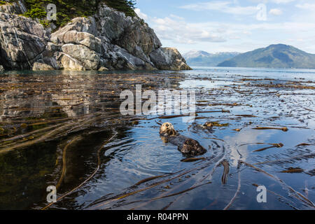 Adult sea otter (Enhydra lutris kenyoni) cleaning its fur in kelp in the Inian Islands, Southeast Alaska, United States of America, North America Stock Photo