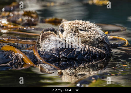 Adult sea otter (Enhydra lutris kenyoni) preening in the Inian Islands, Southeast Alaska, United States of America, North America Stock Photo