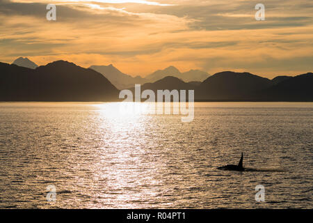 Adult bull killer whale (Orcinus orca) surfacing at sunset near Point Adolphus, Icy Strait, Southeast Alaska, United States of America, North America Stock Photo