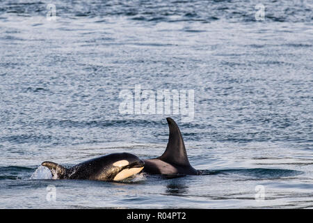 Mother and calf killer whale (Orcinus orca) surfacing near Point Adolphus, Icy Strait, Southeast Alaska, United States of America, North America Stock Photo