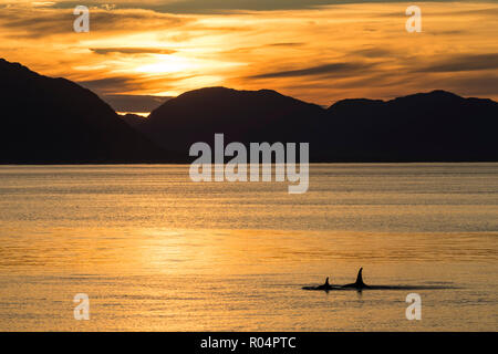 Killer whales (Orcinus orca) surfacing at sunset near Point Adolphus, Icy Strait, Southeast Alaska, United States of America, North America Stock Photo