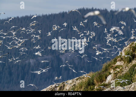 Adult black-legged kittiwakes (Rissa tridactyla), South Marble Islands, Glacier Bay National Park, Alaska, United States of America, North America Stock Photo