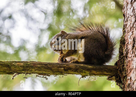 An adult American red squirrel (Tamiasciurus hudsonicus), on Chichagof Island, Alaska, United States of America, North America Stock Photo