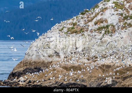 Adult black-legged kittiwakes (Rissa tridactyla), South Marble Islands, Glacier Bay National Park, Alaska, United States of America, North America Stock Photo