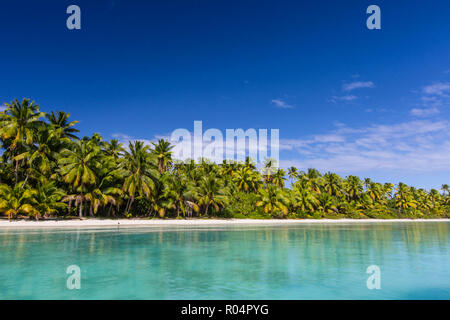 Coconut palm trees line the beach on One Foot Island, Aitutaki, Cook Islands, South Pacific Islands, Pacific Stock Photo