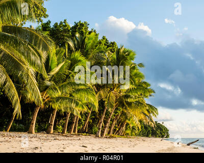 Coconut trees line the beach on the Island of Alofi, French Territory of Wallis and Futuna Islands, South Pacific Islands, Pacific Stock Photo