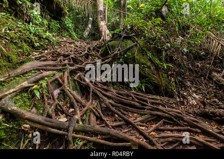 Deep Borneo jungle under rain in the Bako National park, Malaysia 