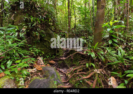 Deep jungle in the Bako national park, Malaysia, Borneo Stock Photo