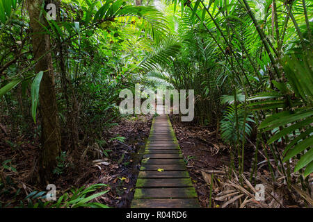 Deep jungle slutted board walkway inside palm tree forest in Bako national park, Malaysia, Borneo Stock Photo
